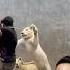 Does U See The Longest Jump Of Lion Than This Lion Shorts Wildlife Animals India Pets Top