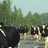 Стадо коров в Белоруссии A Bunch Of Funny Cows In Belarus Un Troupeau Des Vaches En Bielorussie