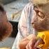 Mommy Trains Monkey Alpha To Be Patient When Accompanying Newborn Baby Monkey Dino