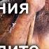 Взаимоотношение полов в палеолите неандертальцы и кроманьонцы Станислав Дробышевский Научпоп
