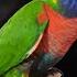 Rainbow Lorikeet Learning To Talk Giving Kisses Saarims Birdzotic