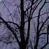 Edward Grieg Lyric Pieces Butterfly