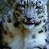 Witness The Beauty Of A Snow Leopard Walking Through Its Domain Snowleopard Leopard Bigcat