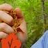 Blippi Creates Art With Autumn Leaves Learning Colors For Kids Educational Videos For Kids