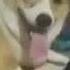 Dog Getting Hit With Bottle With TF2 Sound Effects