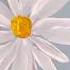 How To Paint A Simple Daisy Easy Step By Step Painting Lesson