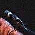 Sami Yusuf Mawlana Live At Fes Festival Remix By Ziad Sumaira