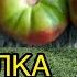Шпаргалка по томатам Болезни плодов и способы их решения Трещины желтые плечики гнили и т д