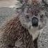 Wild Koala Australia