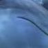 Dolphins Get High On Pufferfish Animals On Drug