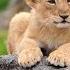 Lion Documentary New Generation Will They Survive Wild Life 2020 Full HD 1080p