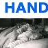 The Surprising History Of Hand Washing BBC REEL