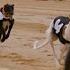 A Breed For Speed Salukis In The Gulf Race To Be Top Dog