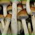 Mushroom Expert Paul Stamets On The Benefits Of Micro Dosing