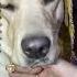 Cute Labrador Dog Shy On 52 Gaj Ka Daman Renuka Pawar Song