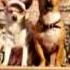 Beverly Hills Chihuahua Chihuahua Music Video By Disney