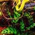 Venomous Tree Viper Bioactive Jungle Vivarium