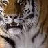 The Huge Male Siberian Tiger Scare Off A Group Of Tigers