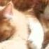 First Day At Home Q What Is A Cat S Favorite Color A Purrrrple Kittens Box Cute Catsofins