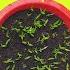 7 FATAL MISTAKES Why Seeds Not Germinating Or Sprouting