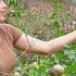 Путешествие Анны домой куры сбор слив и семейный обед Ana Sbushcraft