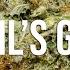 Devils Glue Cannabis Strain Review It HITS Like A Truck