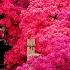 Azalea And Wisteria Blossoms 800 Year Old Azalea Tree 1 200 Year Old Wisteria Tree つつじが岡公園 牛島の藤