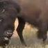 Bison Sounds Closeup In Montana