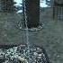 Rural Bird Feeders Live Stream With Bird ID