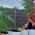 Grow Cannabis Day 1 120 Easy Seed To Harvest