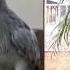 SHOEBILL A BIRD SOUNDS LIKE AK 47 NatureXploration Shorts Animalsounds Shoebill