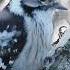 Москворецкий пойменный заказник Birdwatching 7 10 2021