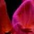 Nowruz 2010 Greeting نوروزتان پیروز Navruz Silk Road Dance Company