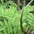 Plant Profile False Indigo Bush Amorpha Fruticosa