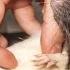 See What Happens When You Tickle A Rat National Geographic
