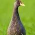 Amazing Sarus Crane Shotsvideo Birdphotography Wildlifephotography Birdwatching