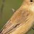 BOOTED WARBLER