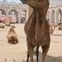 Visit Qatar Camel In Doha Travel Trending Viral Qatar