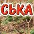 Полонинська ТЕРНОВО Закарпатські коломийки коломийка