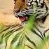 Tiger Sound Free Ringtone No Copyright Free Magic Sounds Subscribe