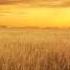 We Are The Empty The Lonely Harvest Official Audio