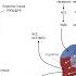 11 4 Neuroanatomy Of Emotions Fundamentals Of Cognitive Neuroscience Course Session 11 Part 4