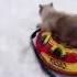Snowy Cats