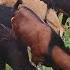 Big Goats For Sacrifice Rajasthani Desi Female Gulabi Female Available In Jalpally Desi Dhaba