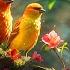 Birds Singing No Music 3 Hour Bird Sounds Relaxation Soothing Nature Sounds Birds Chirping