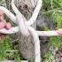 The Knot That Never Fails Loop Knot Trick For Climbing Daily Use DesiJugad Viral