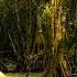 Sounds From The Bayou Swamp 10 Hours Nature Sounds For Sleeping Relaxing Studying And Focus