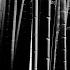 Bamboo Extended Mix