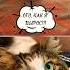 КОТЁНОК с улицы Я подпишусь ты подпишись Betsy котики Cat Funnycats смешныекоты Betsy