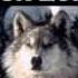 WHITE FANG By Jack London FULL AudioBook Greatest AudioBooks